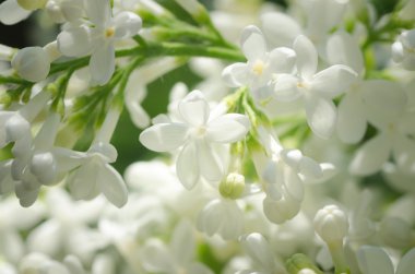 closeup Eflatun çiçekler için 