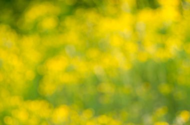 bulanık doğa defocused arka plan 