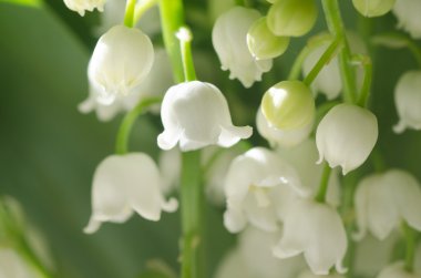 Lilly vadi. Portre, seçici odak