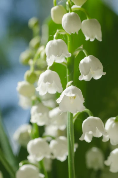 Lelie van de vallei. Close-up, selectieve aandacht — Stockfoto