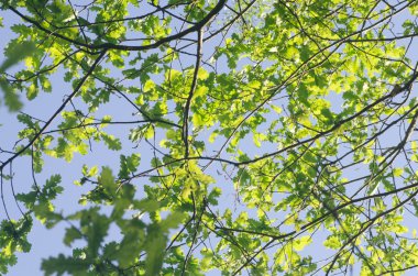 yeşil yaprakları seçici odak