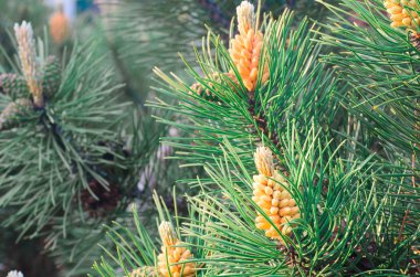 Çam erkek önümüzdeki