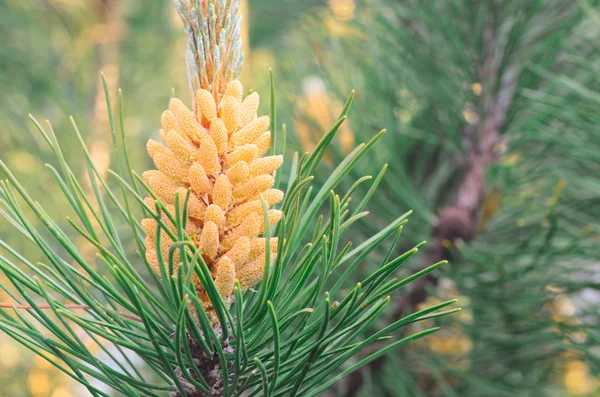 Inflorescencia masculina de pino — Foto de Stock