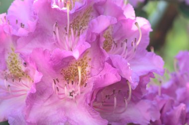 Pembe Rhododendron çiçekleri 