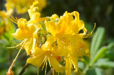 Sarı Rododendron çiçekleri 