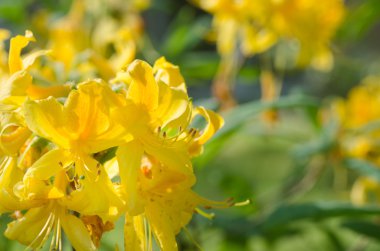 Sarı Rododendron çiçekleri 