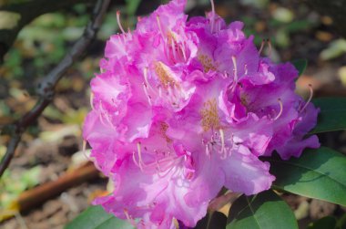 Pembe Rhododendron çiçekleri 