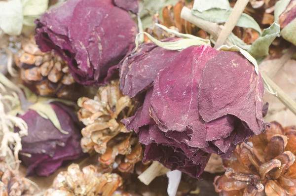 Dried rose and cones — Stock Photo, Image