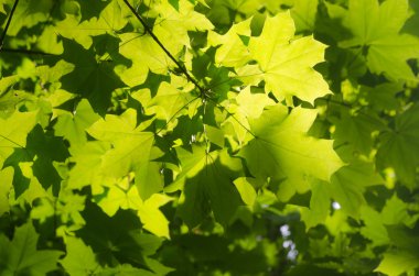 Bahar akçaağaç yaprakları 