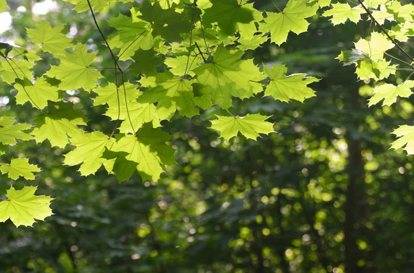 Spring maple leaves — Stock Photo, Image