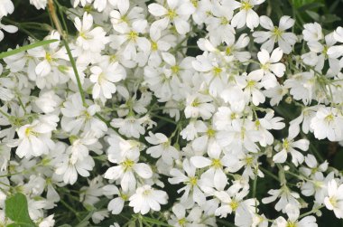 fare - kulak chickweed beyaz çiçekler 