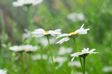 Beyaz papatya çiçekleri 