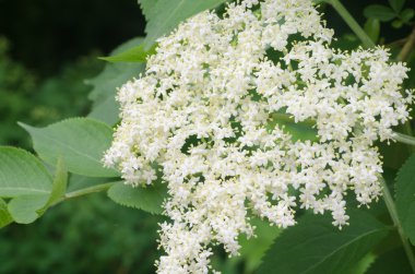 closeup büyük çiçekler için 