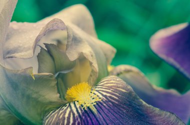 İris çiçeği makro