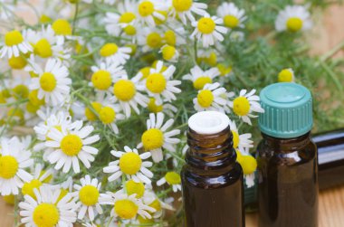 portre için papatya çiçeği 