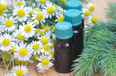 portre için papatya çiçeği 