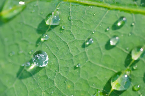 Gotas de agua en la hoja — Foto de Stock