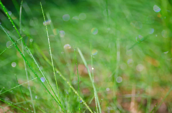 Green grass blurred background — Stock Photo, Image