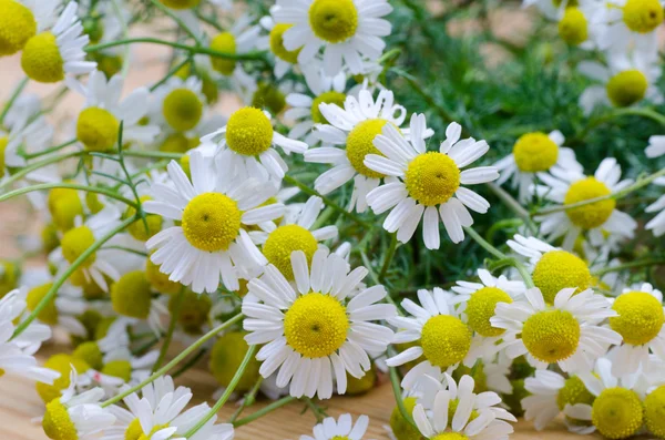 Closeup to chamomile flowers — Stock Photo, Image