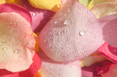 çok renkli gül yaprakları 