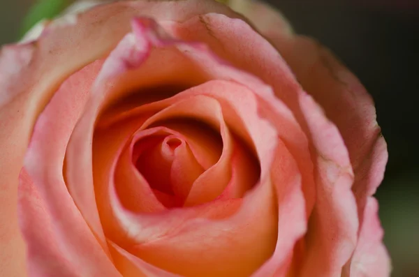 Κινηματογράφηση σε πρώτο πλάνο σε ροζ τριαντάφυλλο — Φωτογραφία Αρχείου
