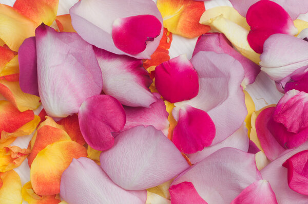Closeup to multicolored rose petals