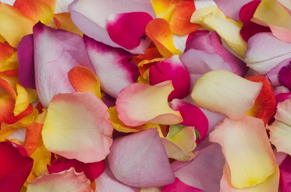 Разноцветные лепестки роз — стоковое фото