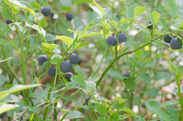 Blåbär i skogen — Stockfoto