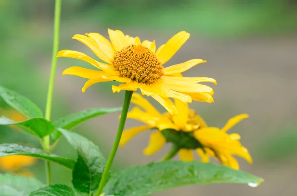 Oxeye jaune fleur d'été — Photo