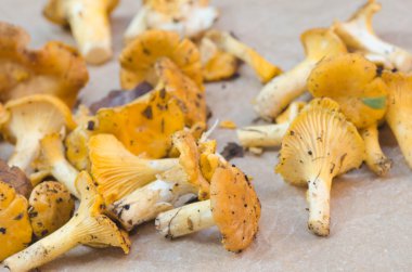 yenilebilir mantar chantarelle 