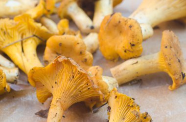 yenilebilir mantar chantarelle 