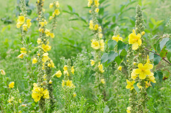 mullein yellow flowers 