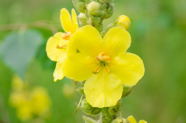 mullein yellow flowers 