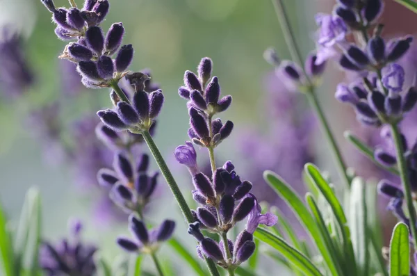 Macro of lavender flowers — Stock Photo, Image