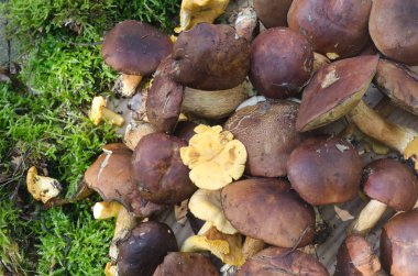  kültürsüz yenilebilir mantar 