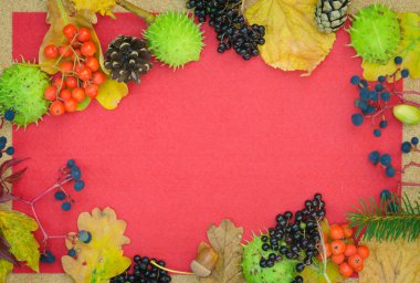 çok renkli sonbahar bitkiler kompozisyon