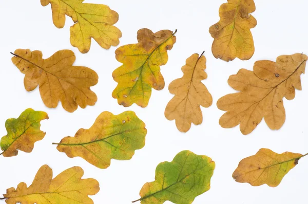 Jesienią liście na białym tle — Zdjęcie stockowe
