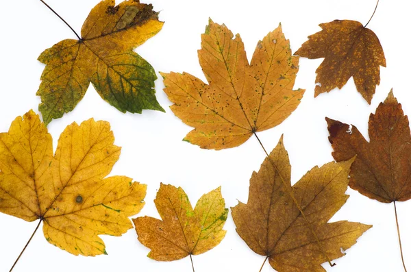 Feuilles d'automne sur fond blanc — Photo