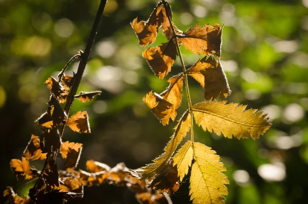 Hojas de otoño en telaraña — Foto de Stock