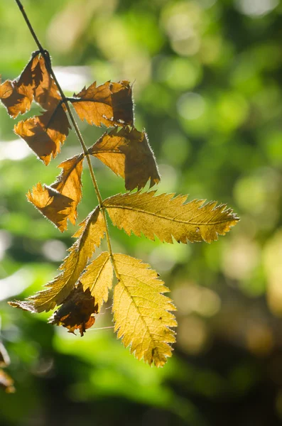 Hojas de otoño en telaraña — Foto de Stock