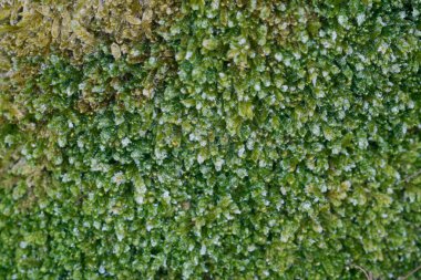 İstifle kaplanmış yosunlar yakın plan.