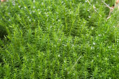 haircap moss with water drops closeup selective focus