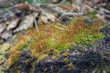 moss with red Sporophyte (Pohlia nutans) closeup selective focus