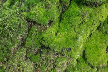 moss on fallen tree different species slective focus