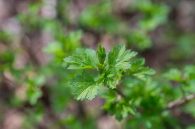 spring green leaves in forest closeup selective focus