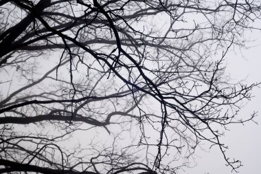 Çıplak meşe dalları gökyüzü arka planına karşı