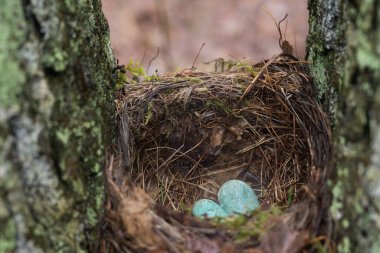 Karatavuk yumurtaları yuva seçici odak noktasında yakınlaşır