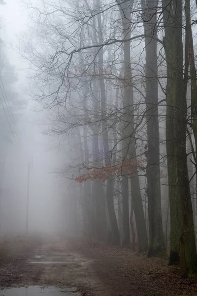 dirty road in oak forest  on misty day