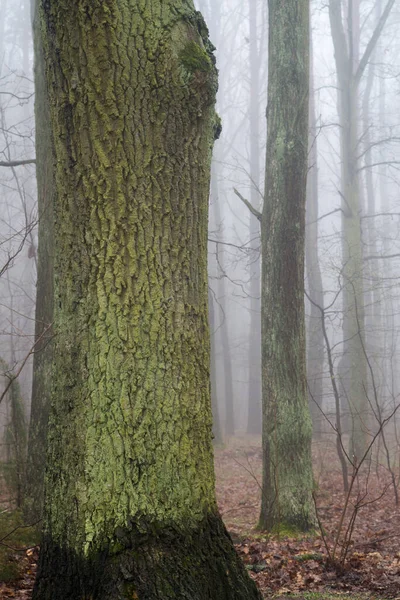 Vecchia Quercia Nella Foresta Nebbiosa Primo Piano — Foto Stock