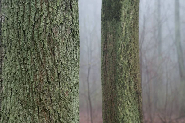 Öreg Tölgyfák Ködös Erdő Közelkép — Stock Fotó
